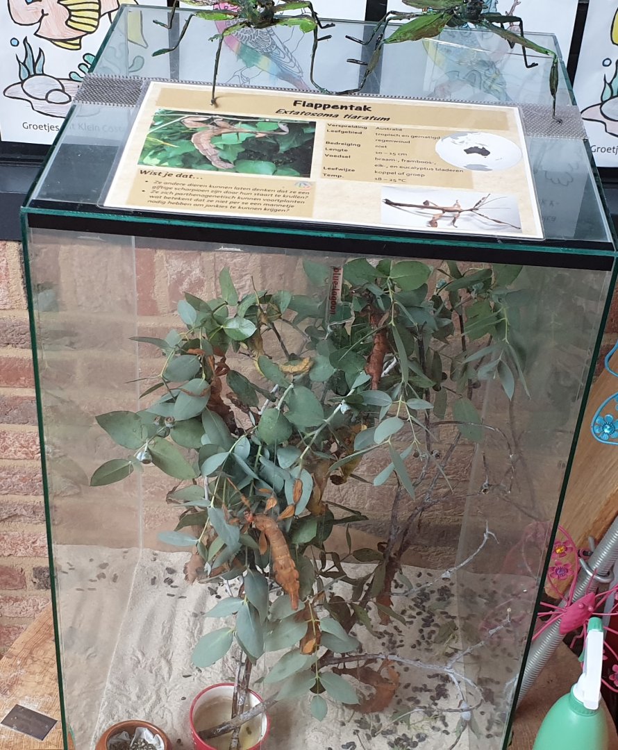 Stick insect-enclosure in the restaurant