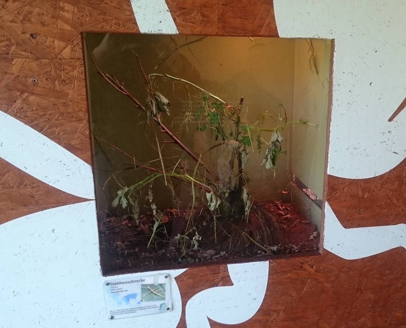 Stick insect enclosure