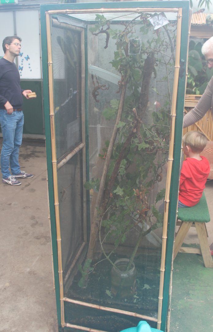 Stick-insect Enclosure
