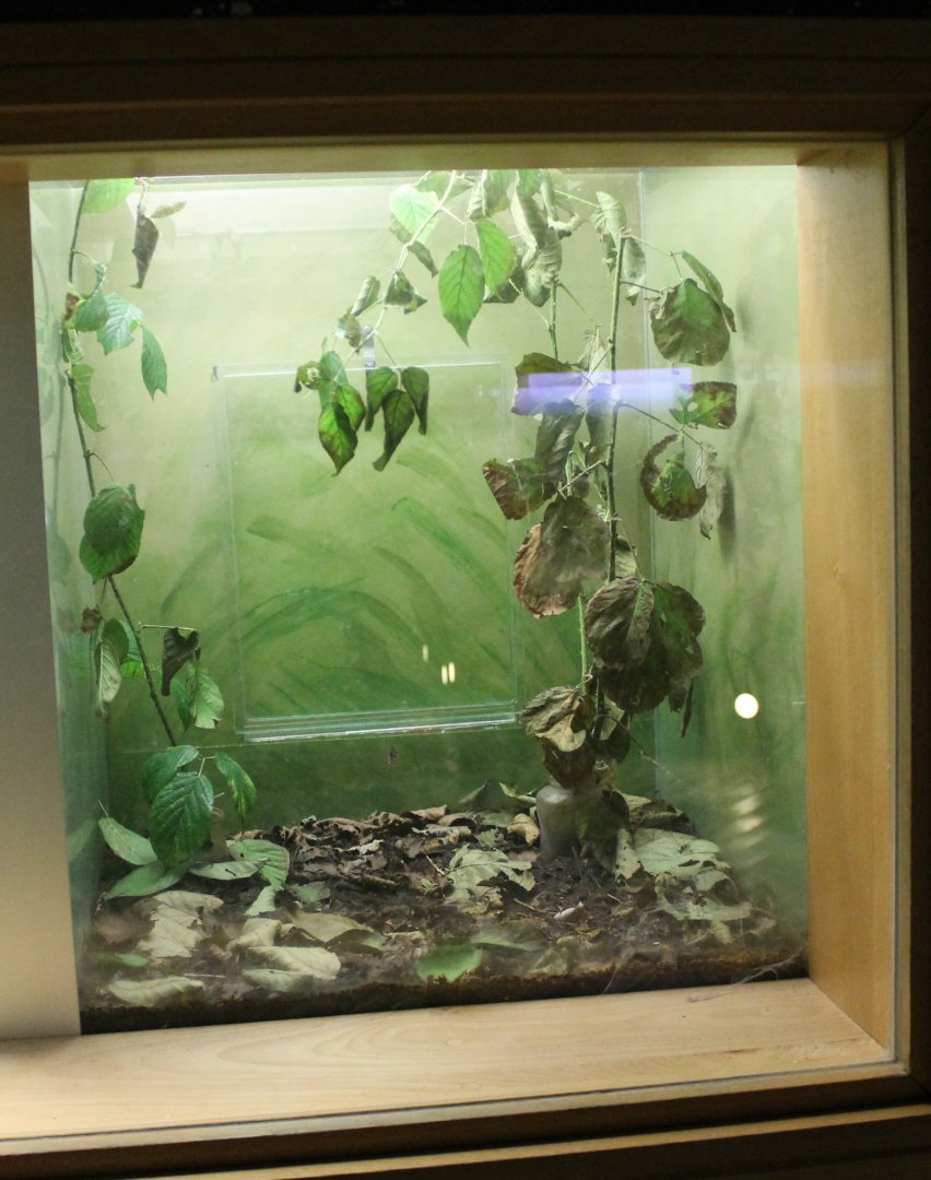 Stick insect-enclosure