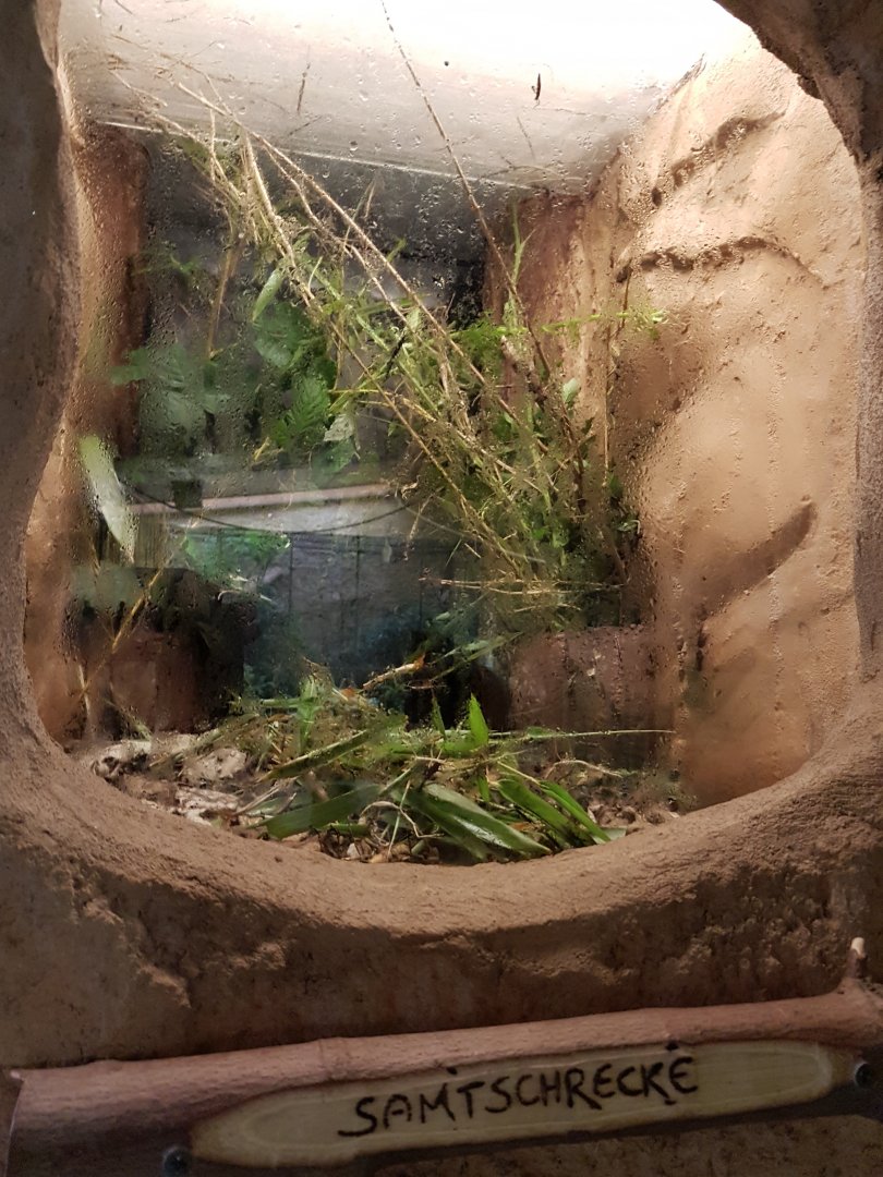 Stick insect enclosure