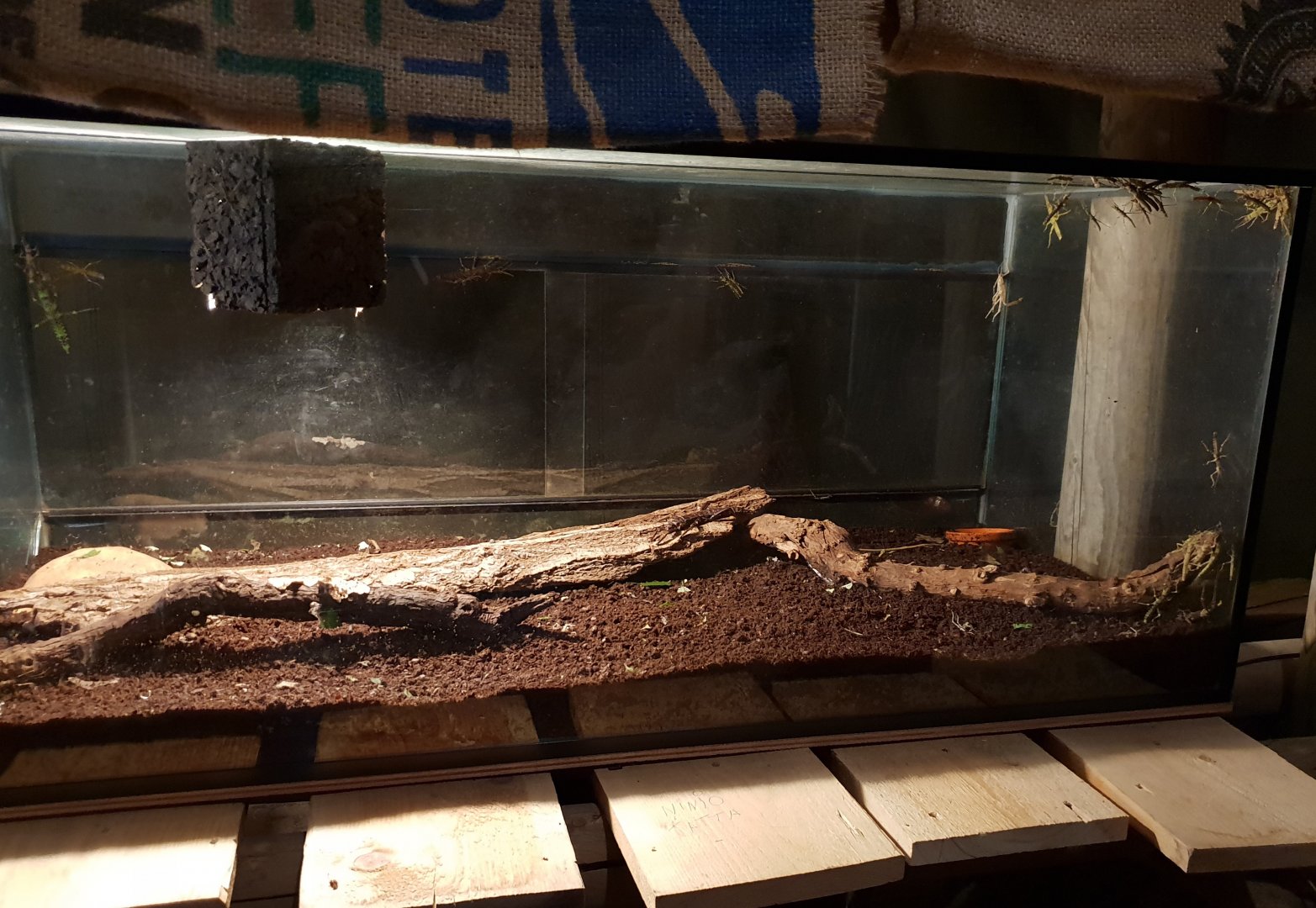 Stick insect enclosure