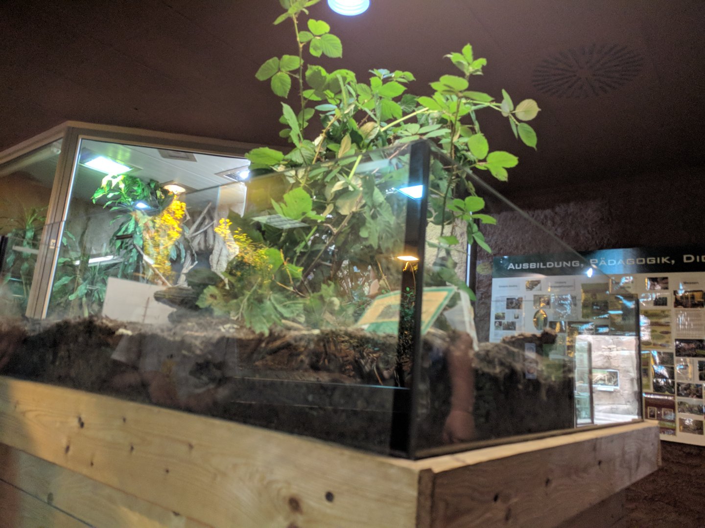 Stick Insect Enclosure