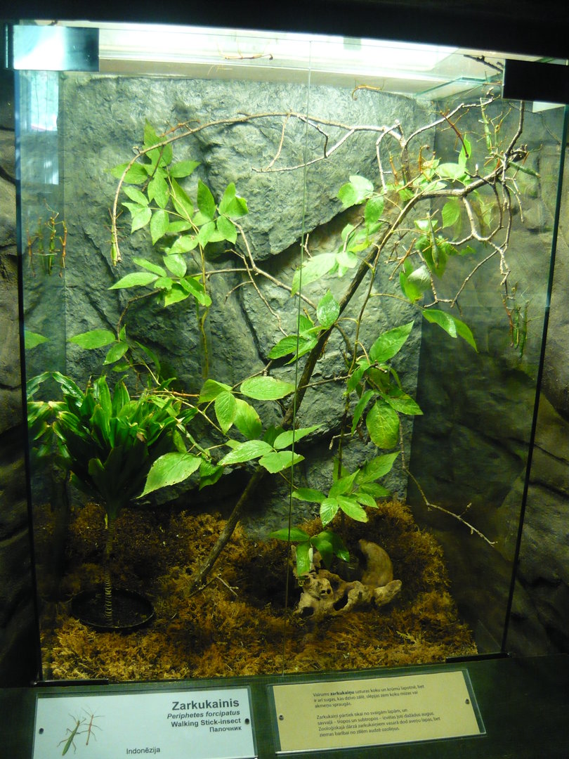 Stick insect enclosure