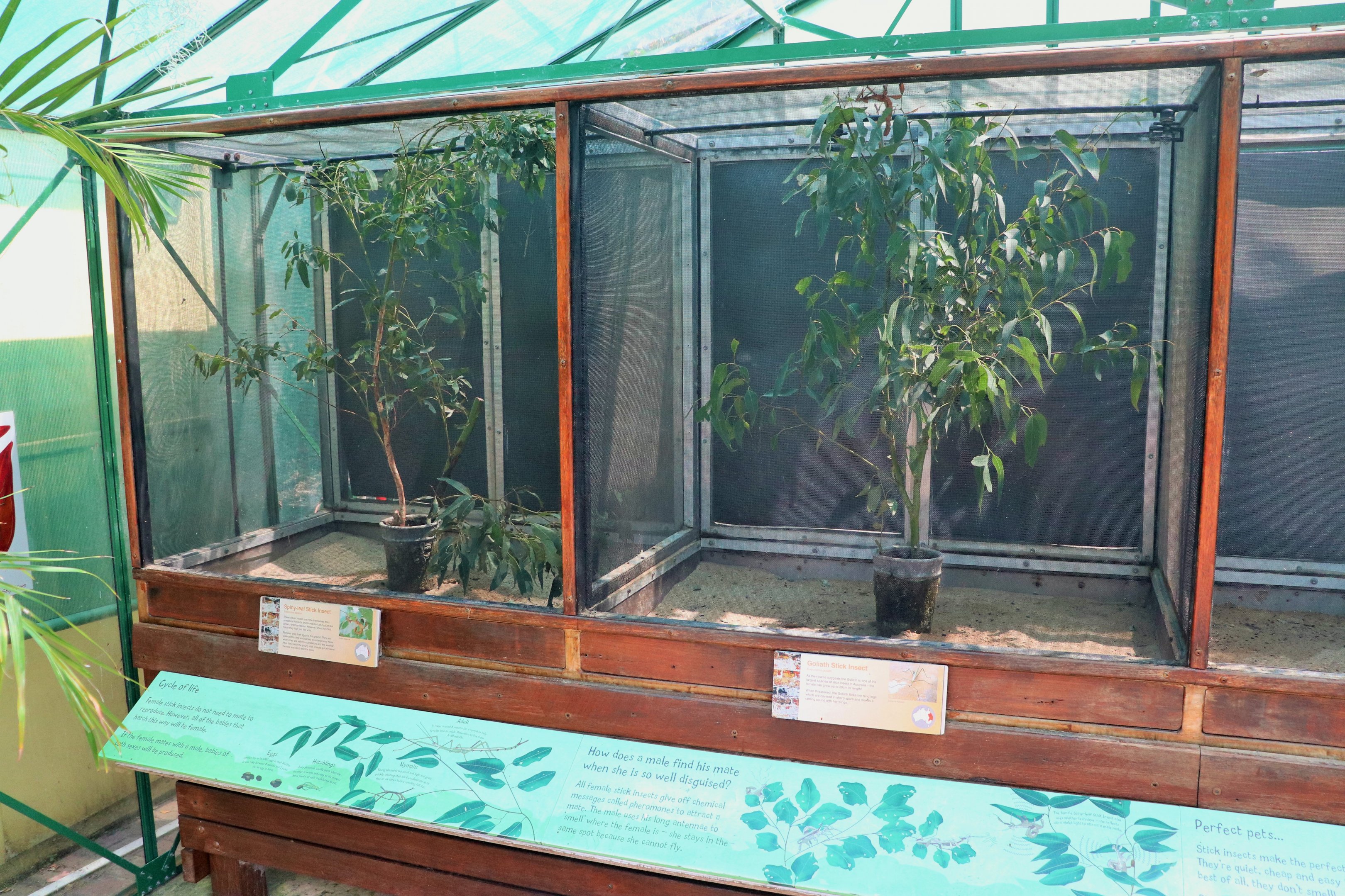 Stick Insect Enclosures
