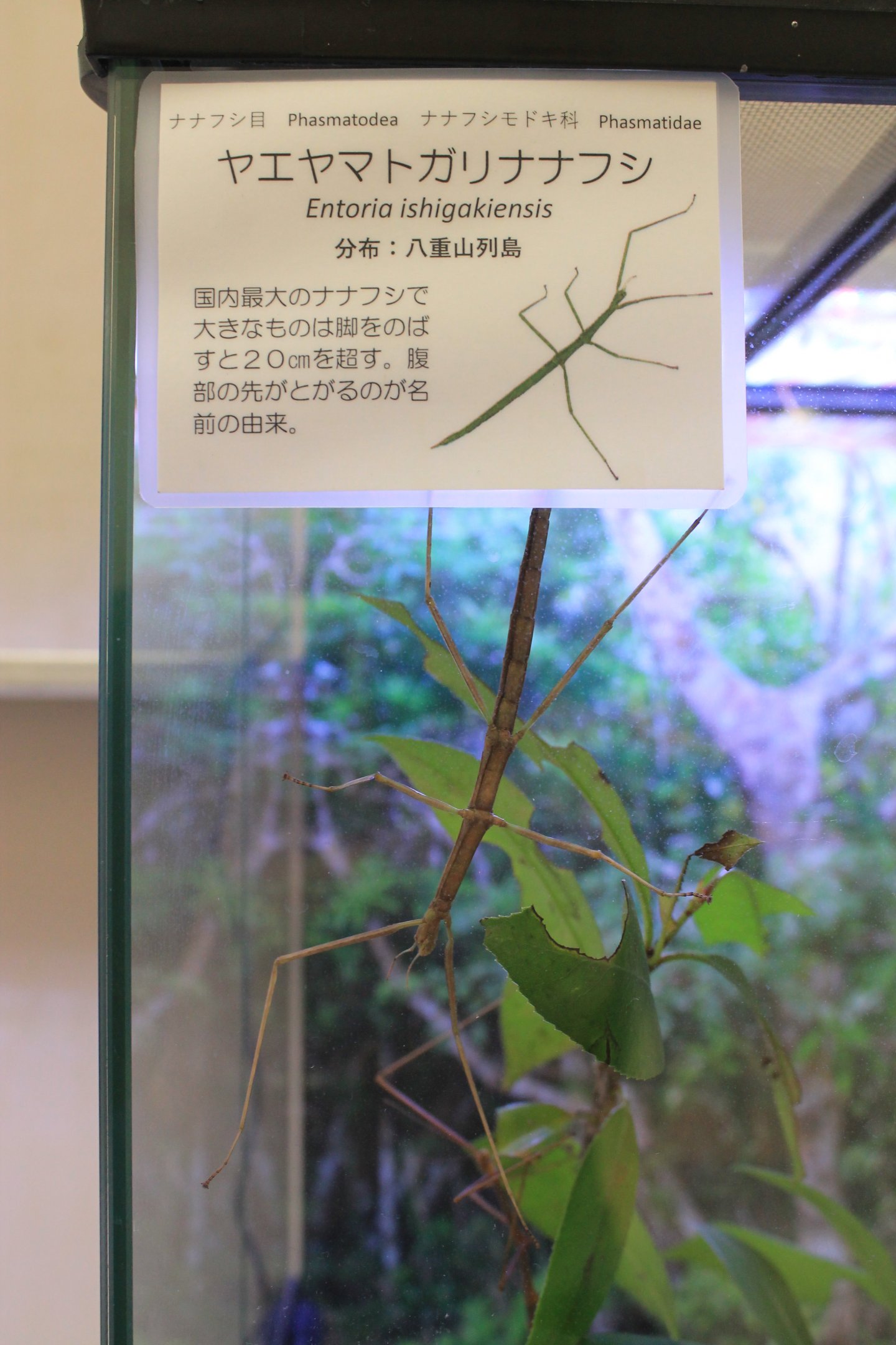 Stick Insect (Entoria ishigakiensis)