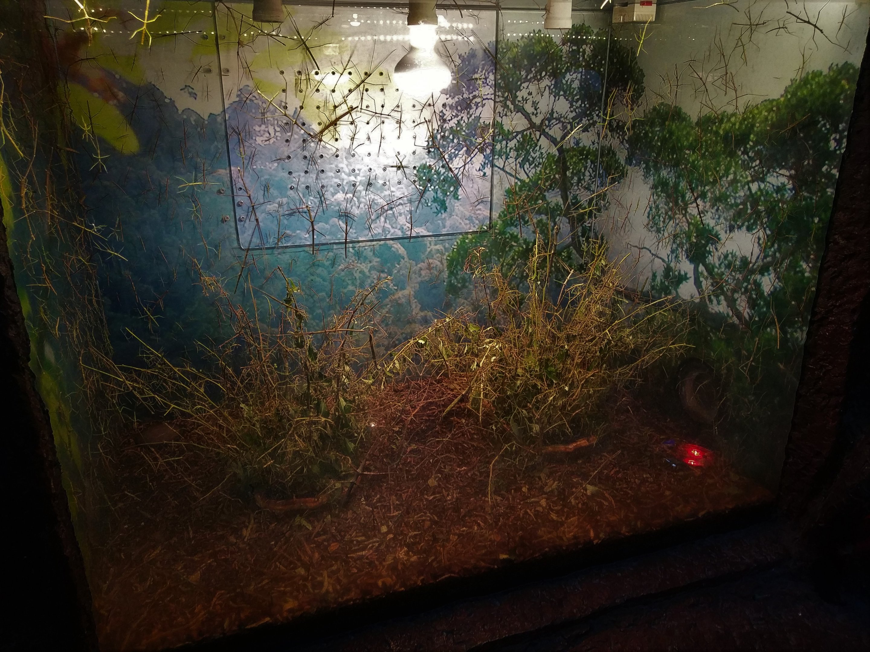 Stick Insect Exhibit
