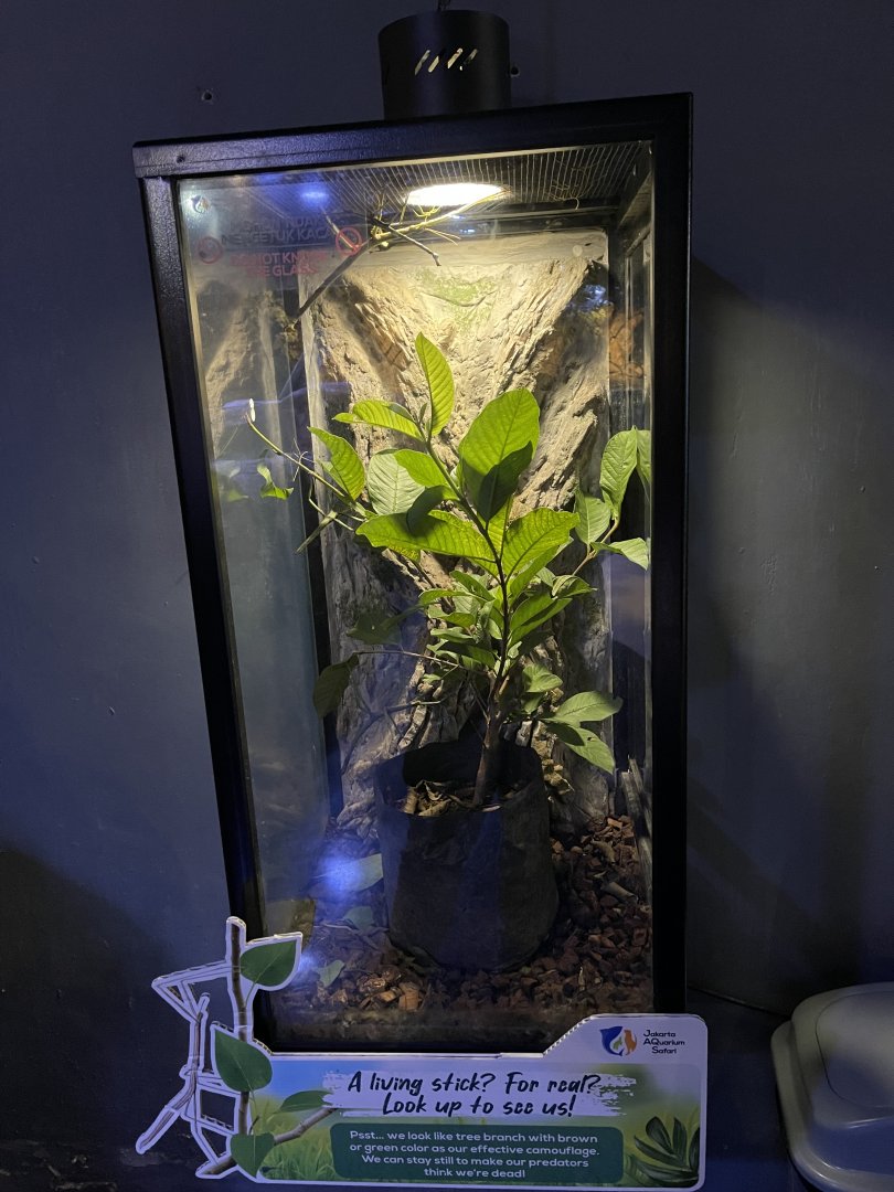 stick insect exhibit