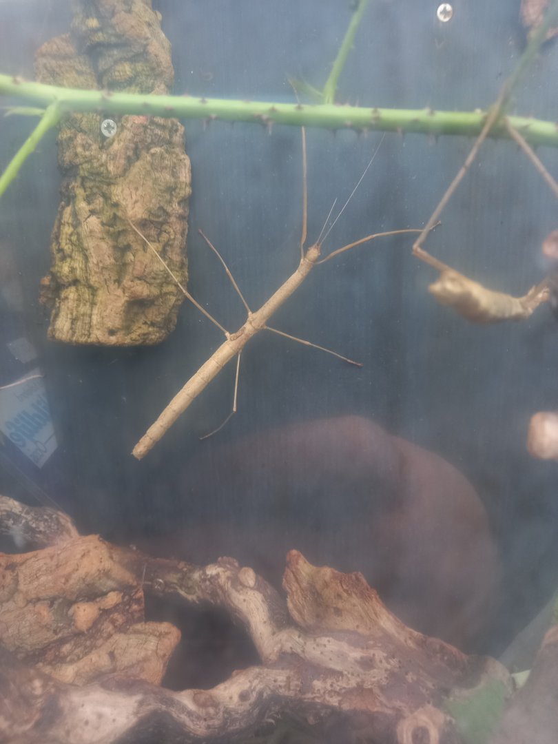 Stick Insect for ID - Lakeland Wildlife Oasis, Milnthorpe, UK