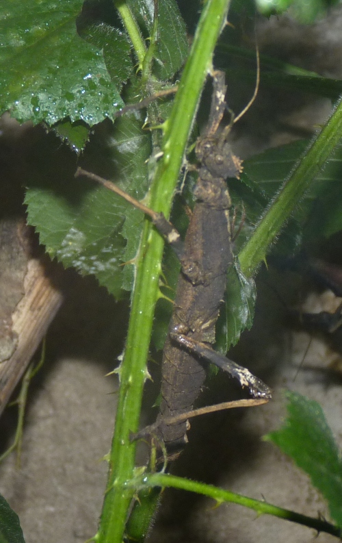 Stick insect for ID