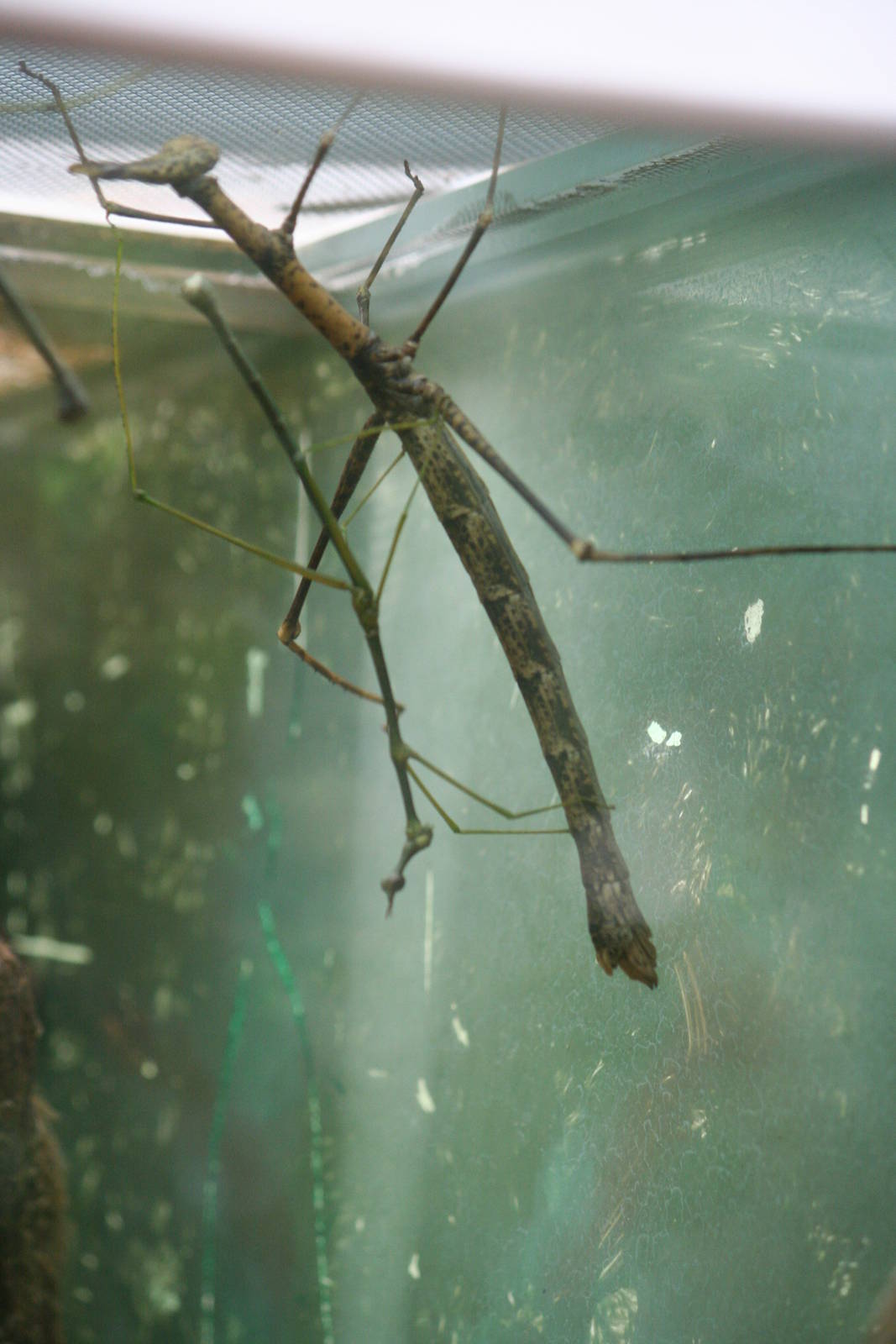 Stick Insect ID?