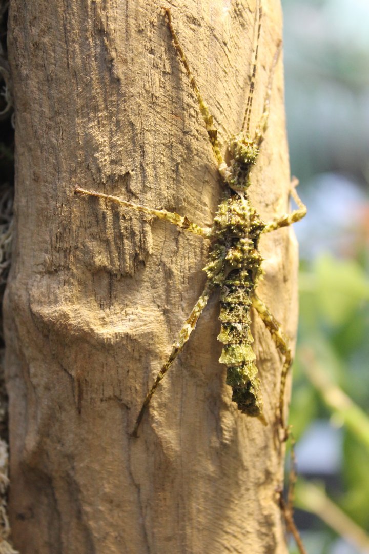 Stick insect ID
