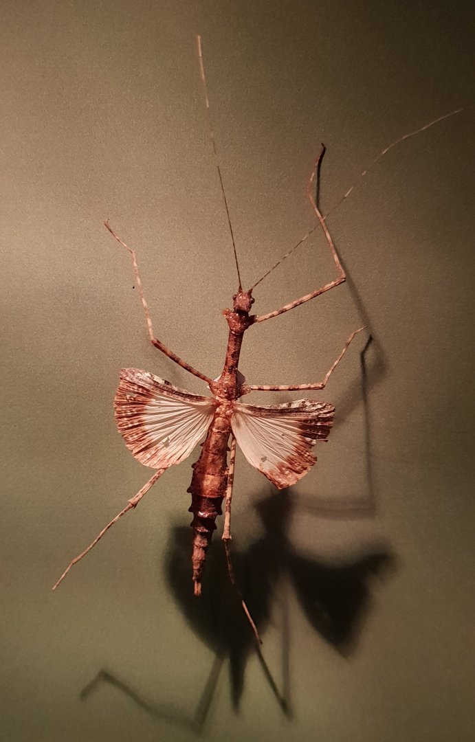 Stick insect ID