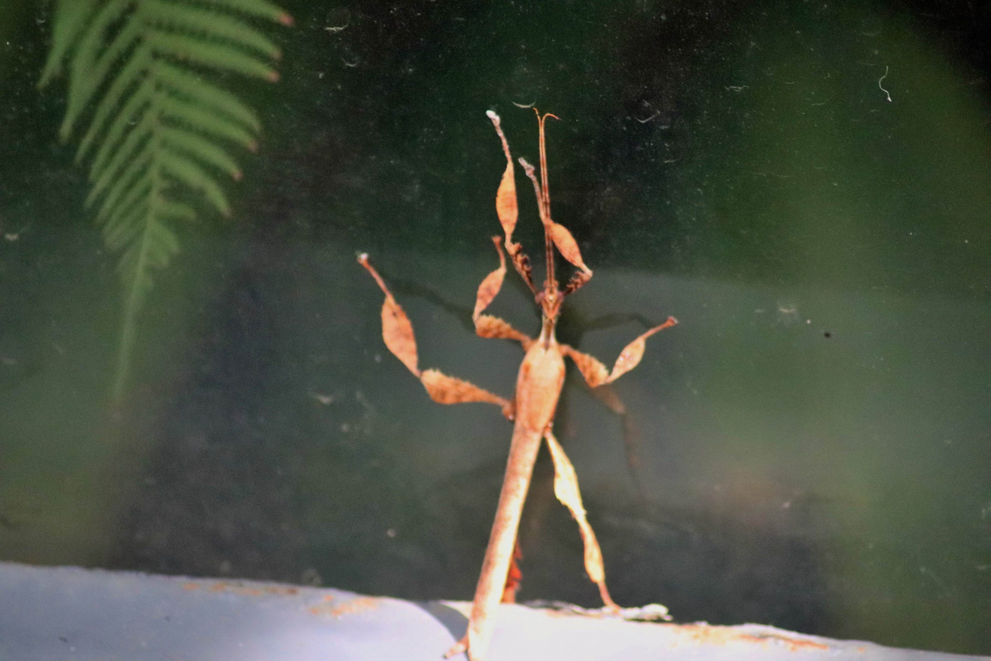 Stick Insect ID?