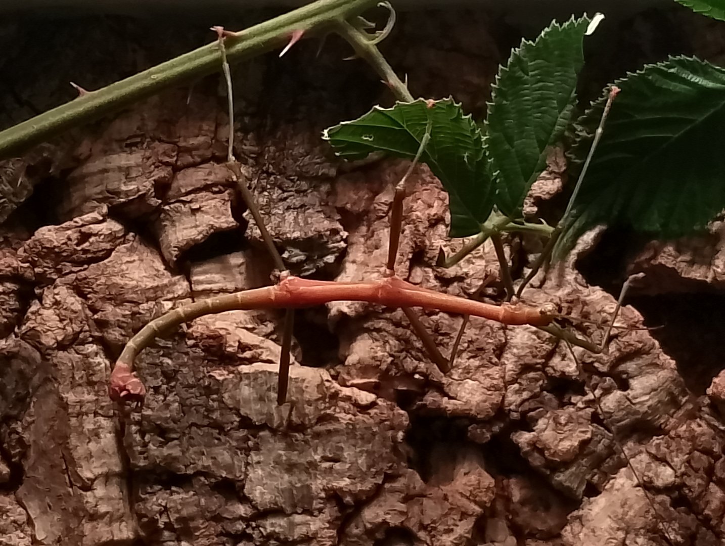 Stick insect ID?