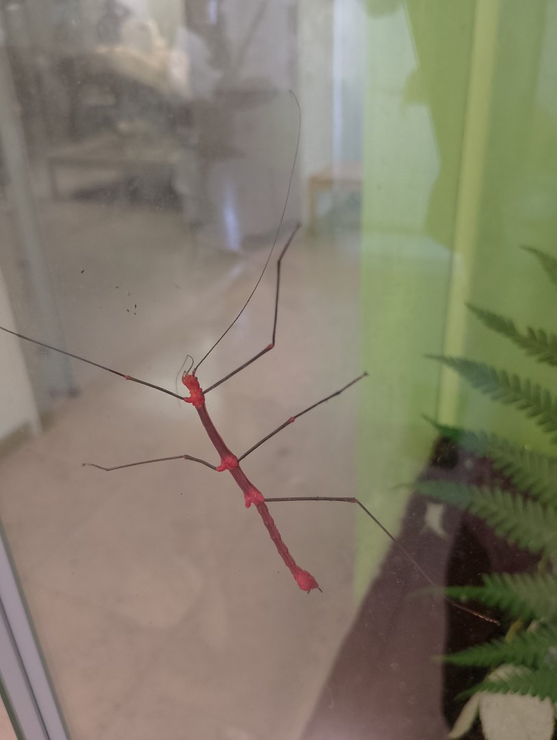 Stick insect ID?