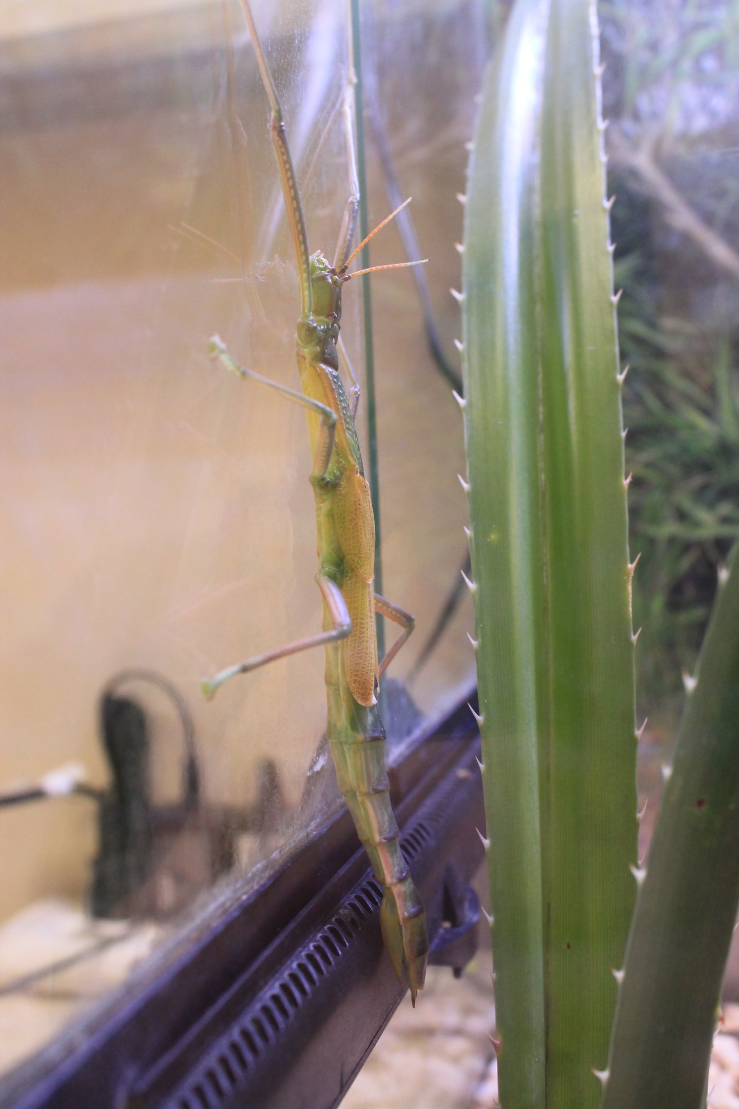 Stick Insect (Megacrania tsudai)