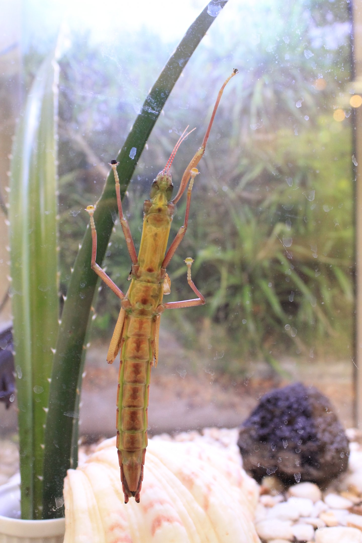Stick Insect (Megacrania tsudai)