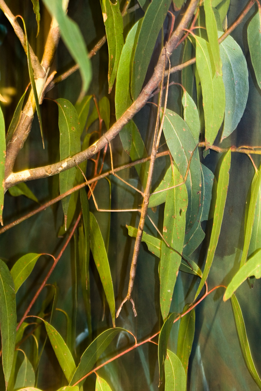 Stick Insect - Nov 2008