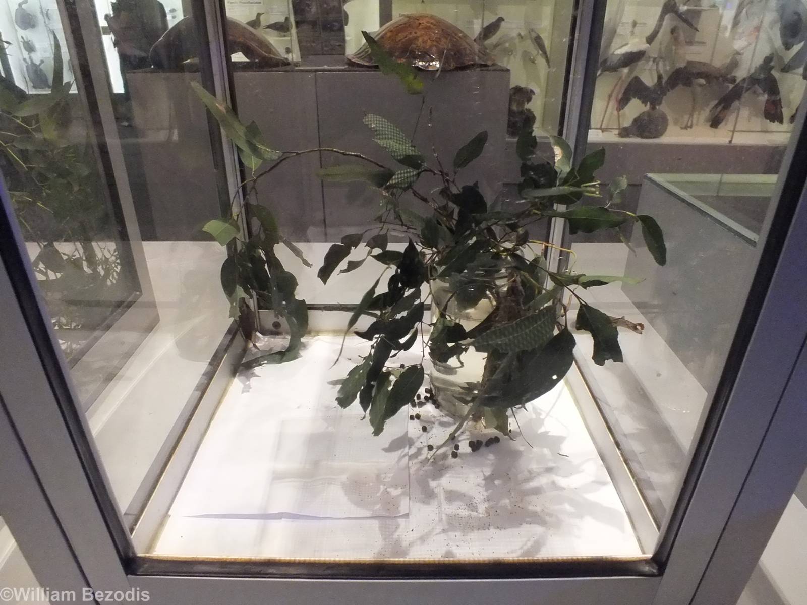 Stick Insect Nymph Enclosure - Queensland Museum