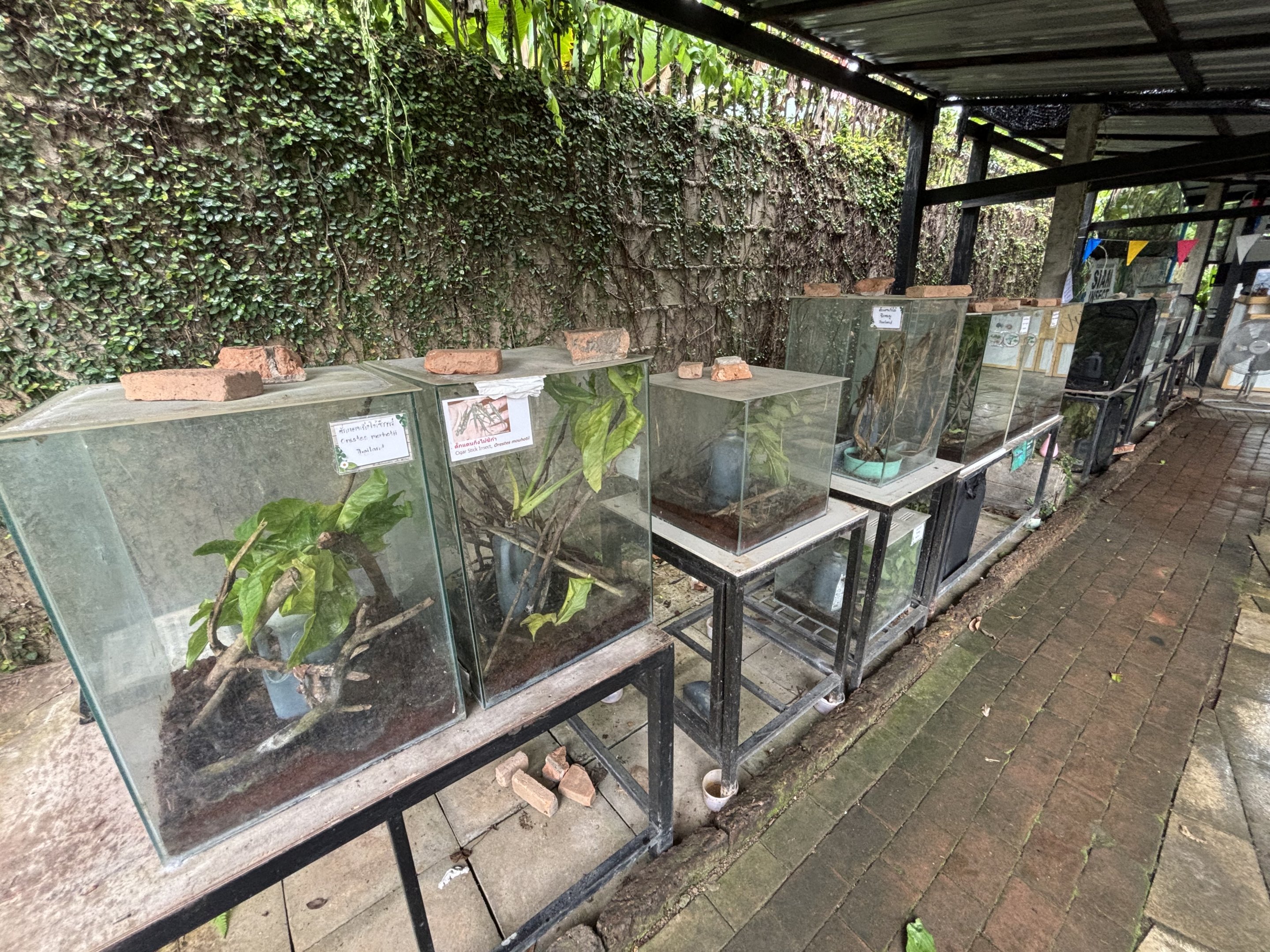 Stick Insect Section