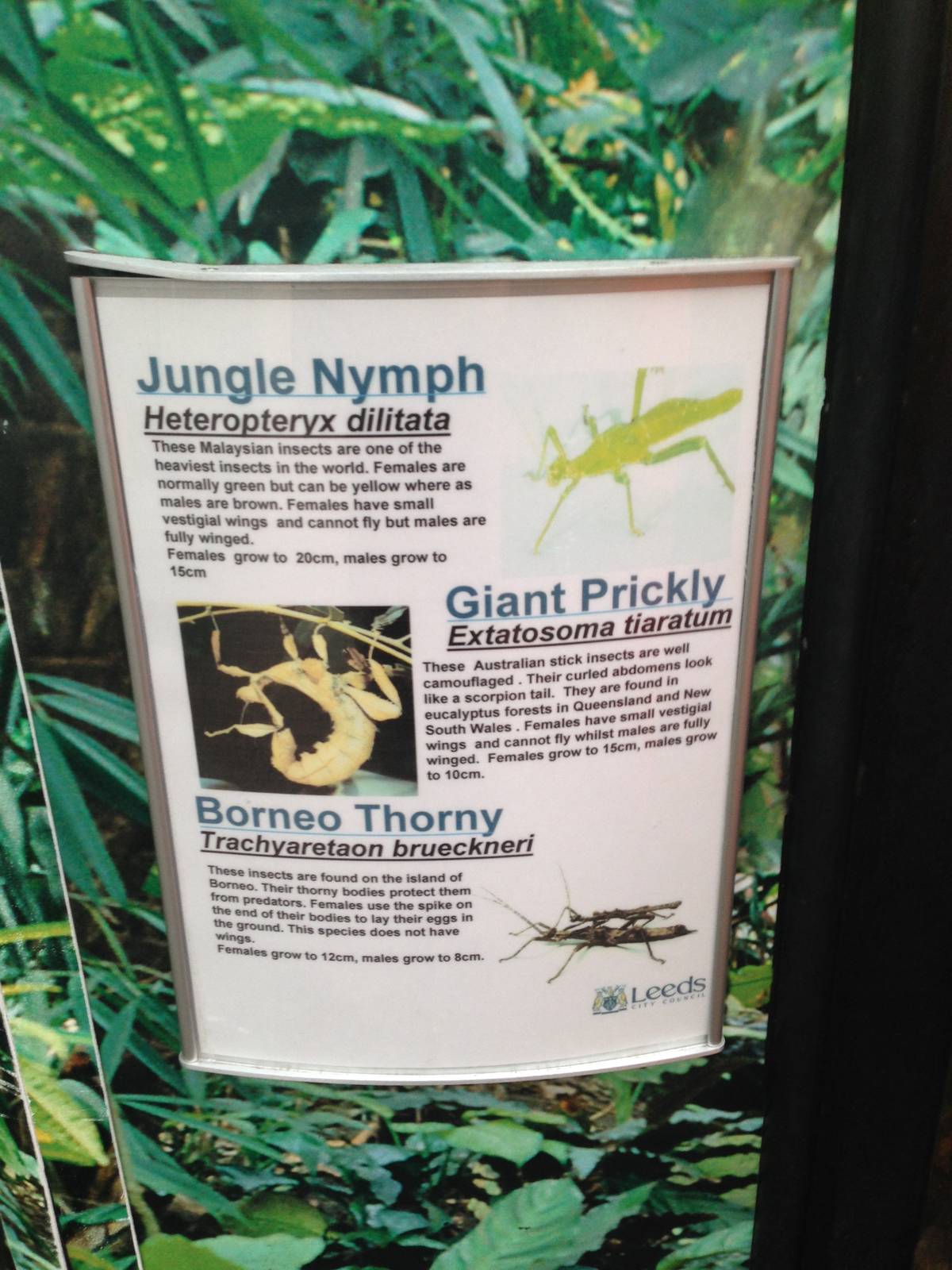 Stick Insect Signage at Tropical World - 02/10/2013