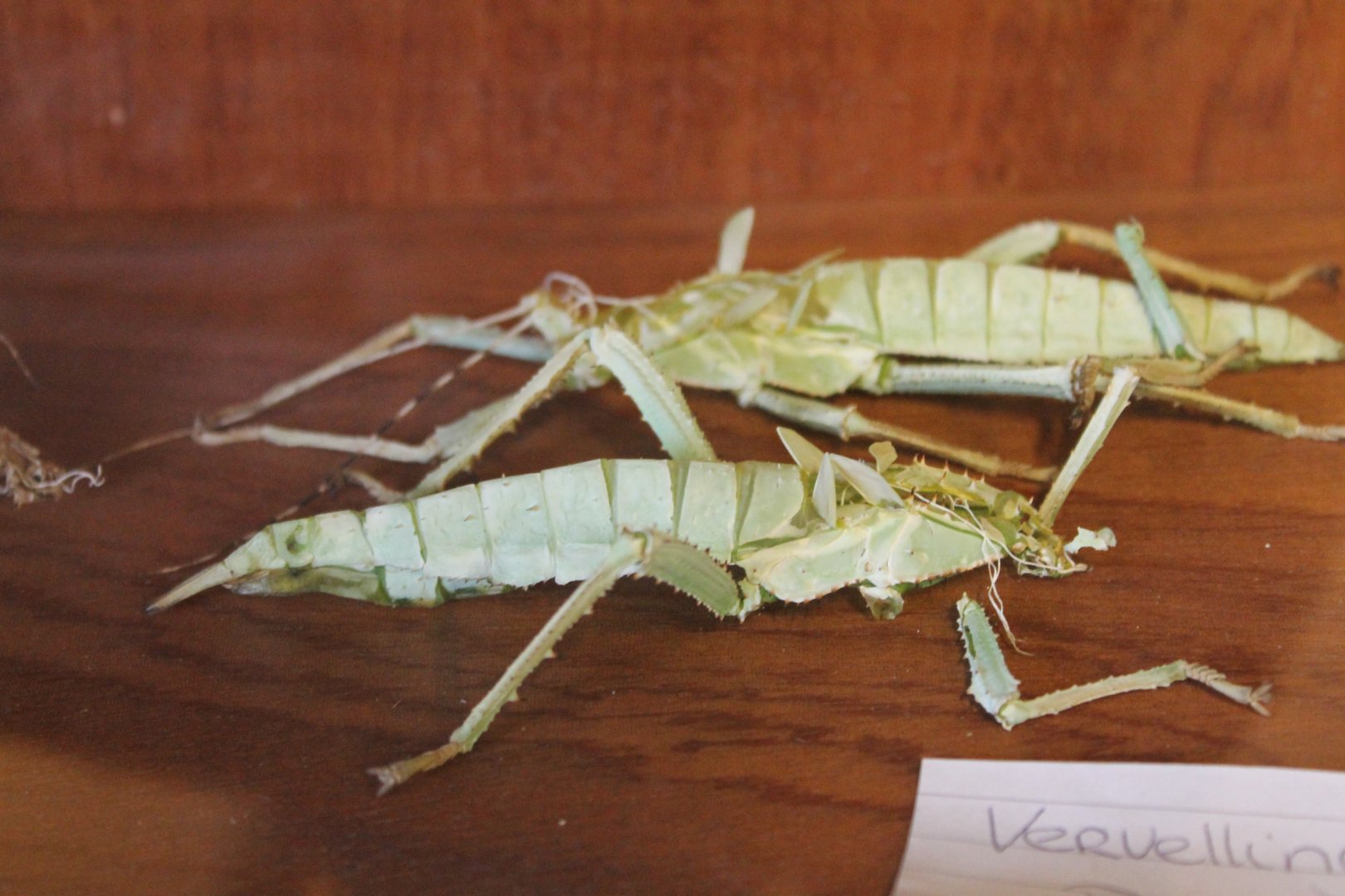 Stick insect skins