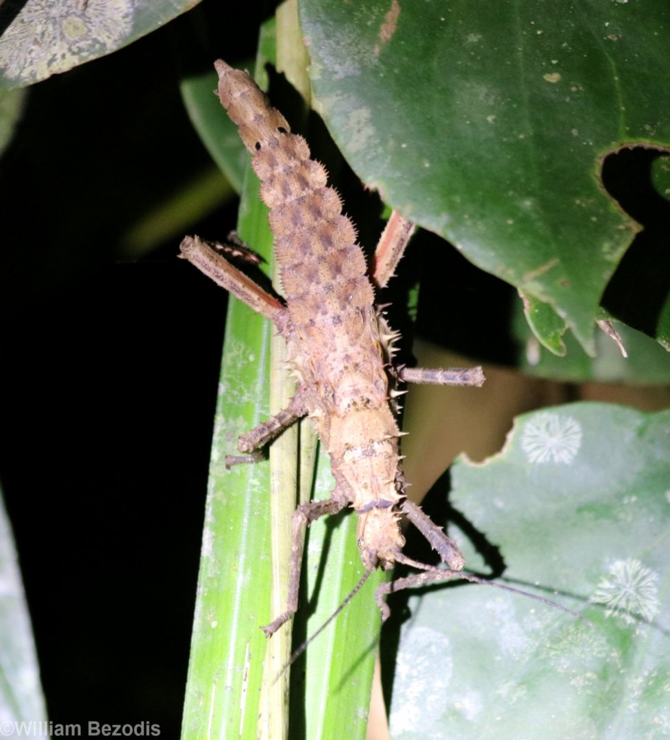 Stick Insect Species - Danum Valley
