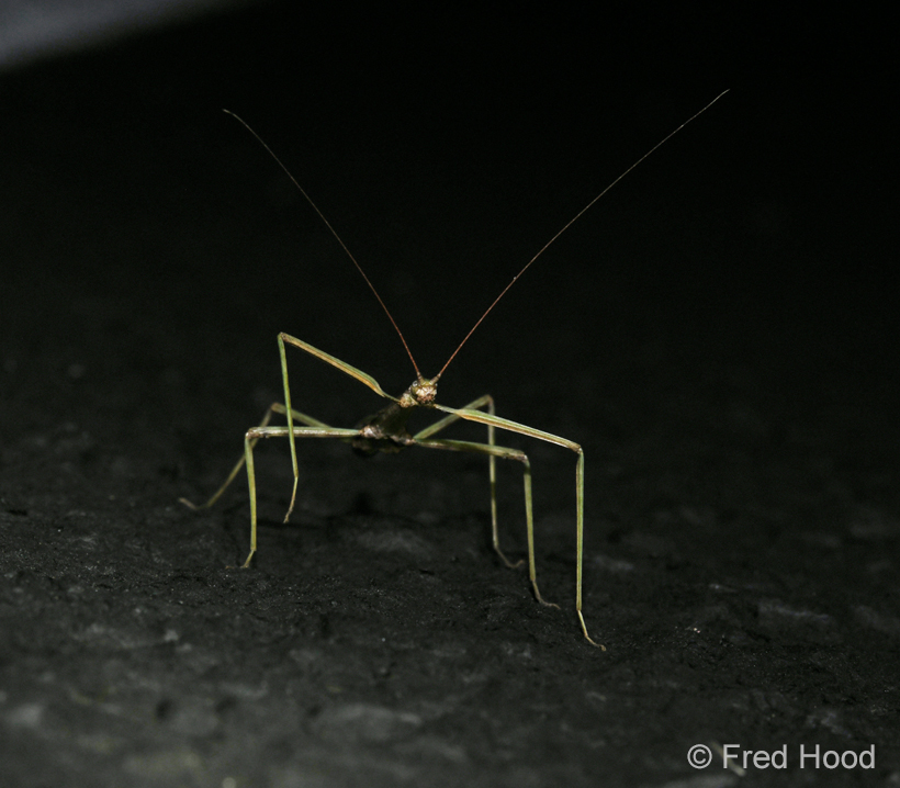 stick insect (species uncertain)