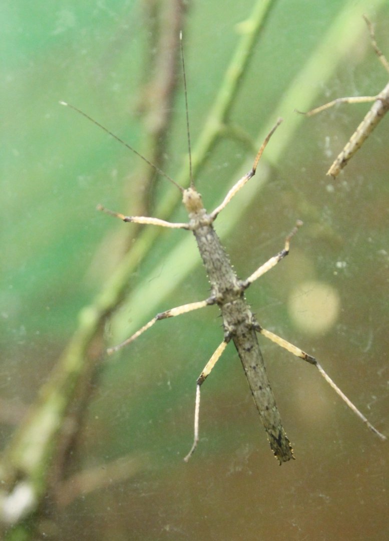 Stick insect - Species
