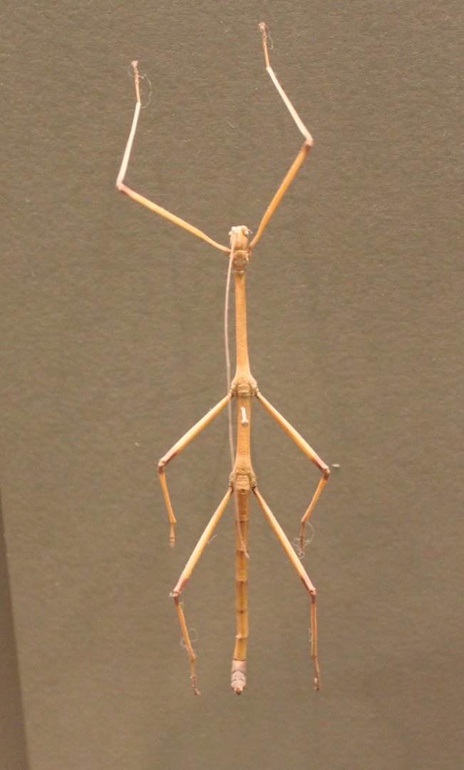 Stick insect-specimen