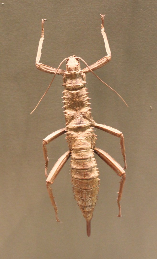 Stick insect-specimen