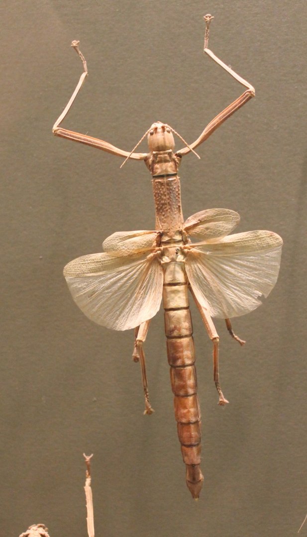 Stick insect-specimen