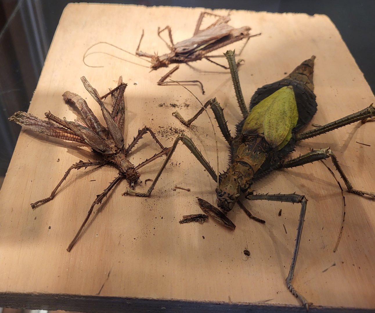 Stick insect specimens