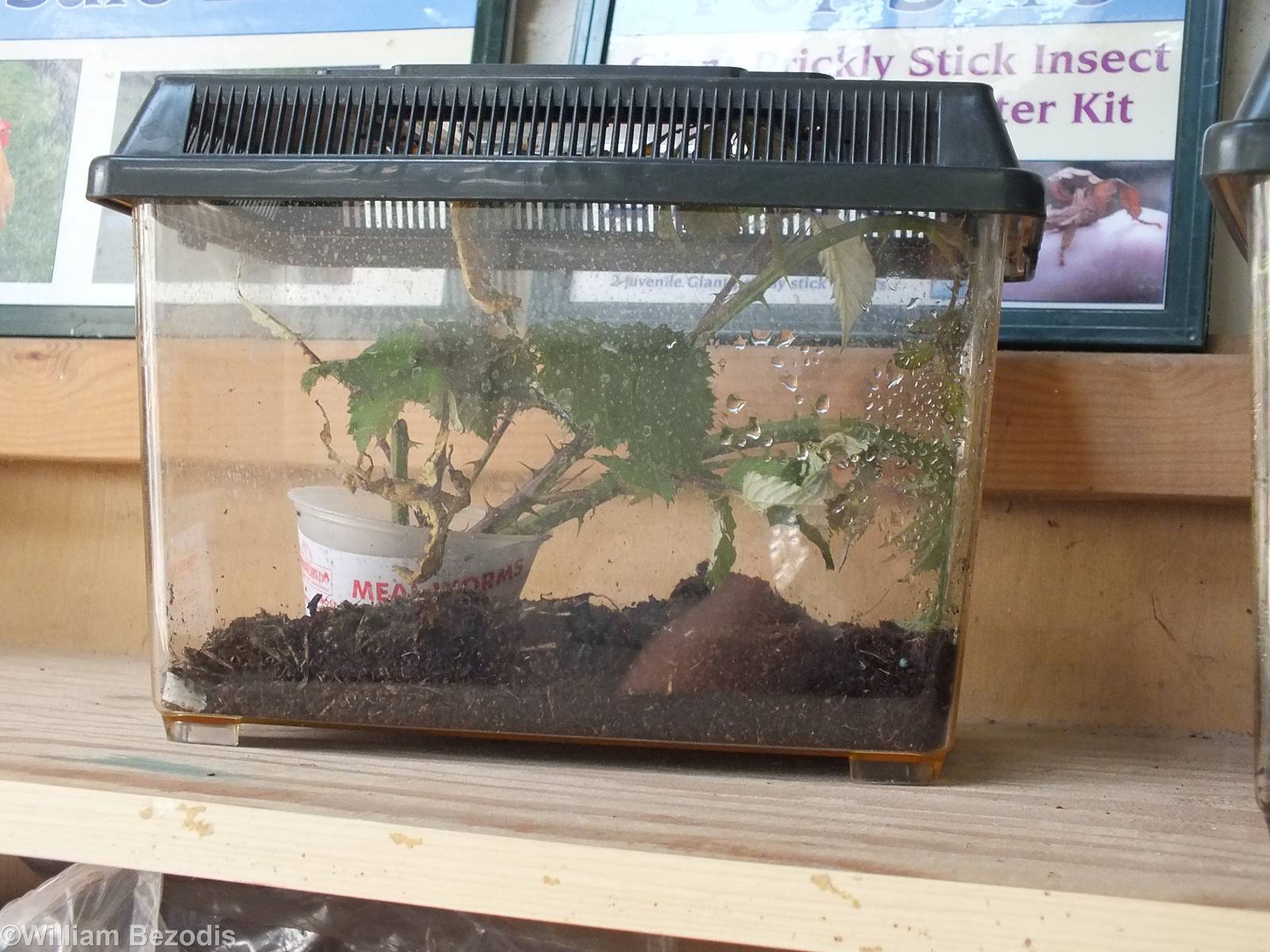 Stick insect 'starter kit' for sale