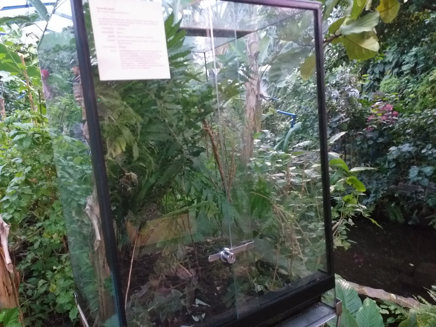 Stick insect tank in Butterfly house -Parque de las Ciencias (2019)