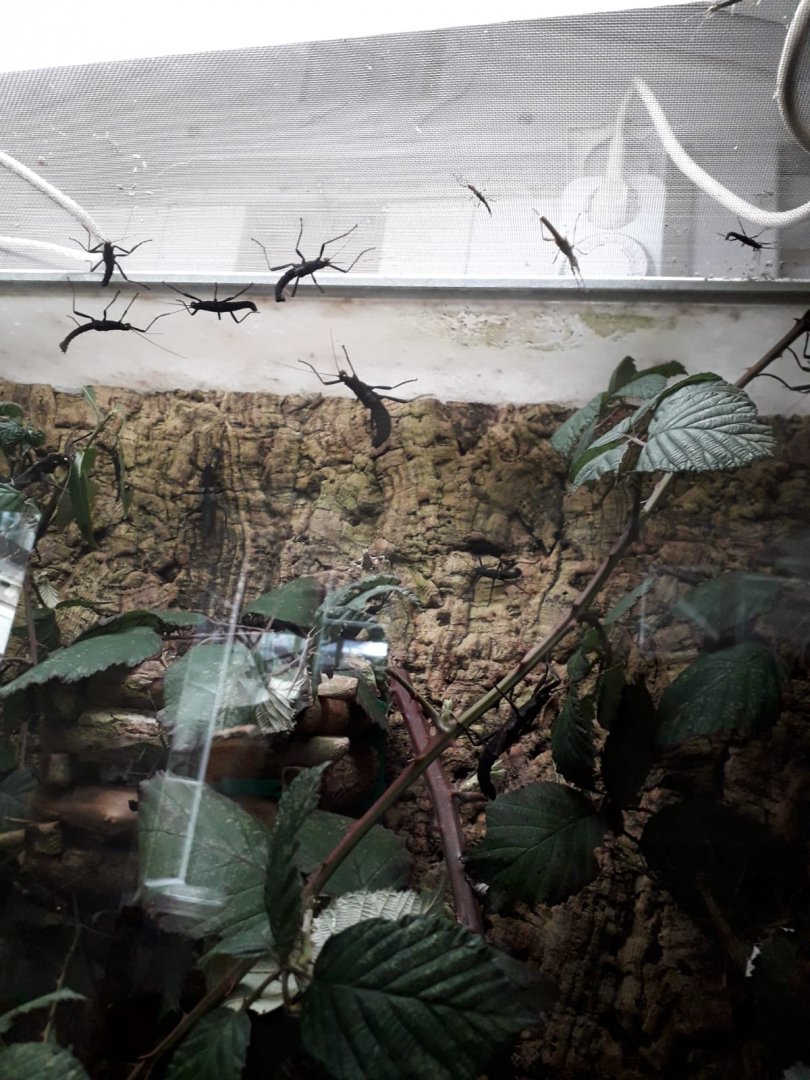 Stick insect tank