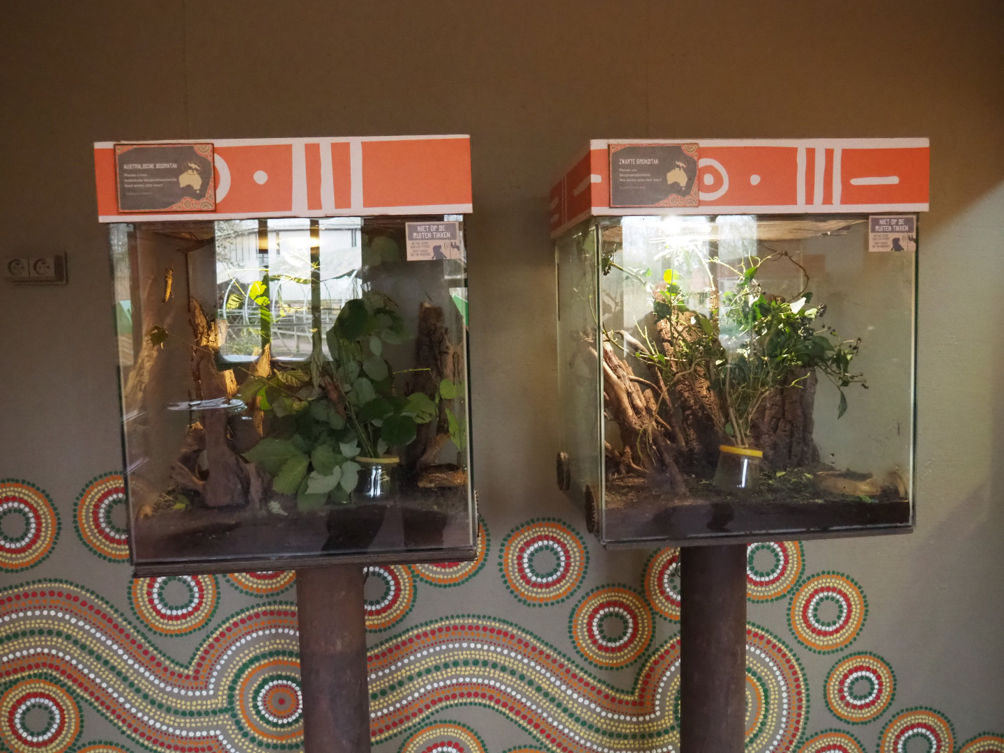 Stick insect terraria, 2020-01-11