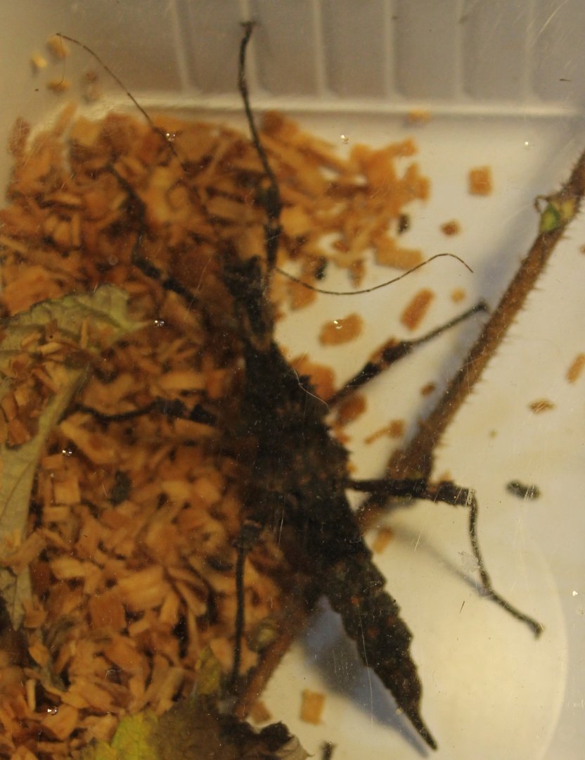 Stick insect - Trachyaretaon species  North Luzon