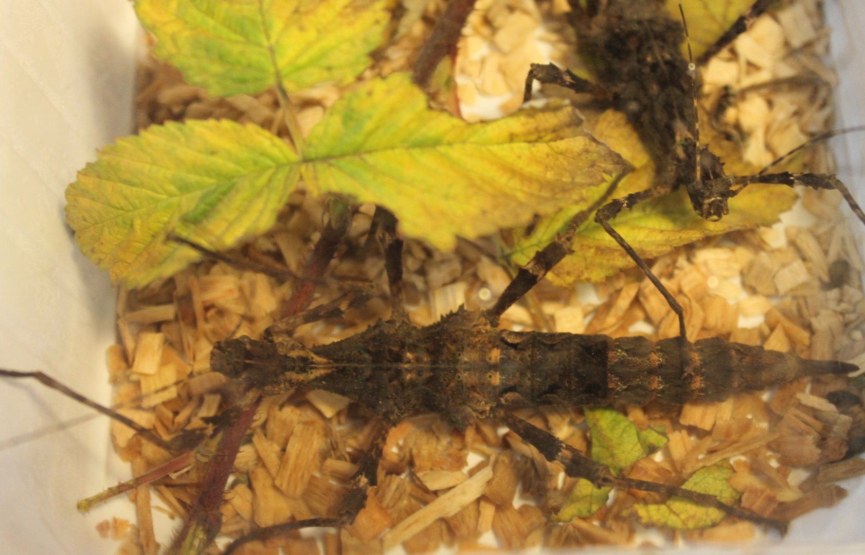 Stick insect - Trachyaretaon species - North Luzon