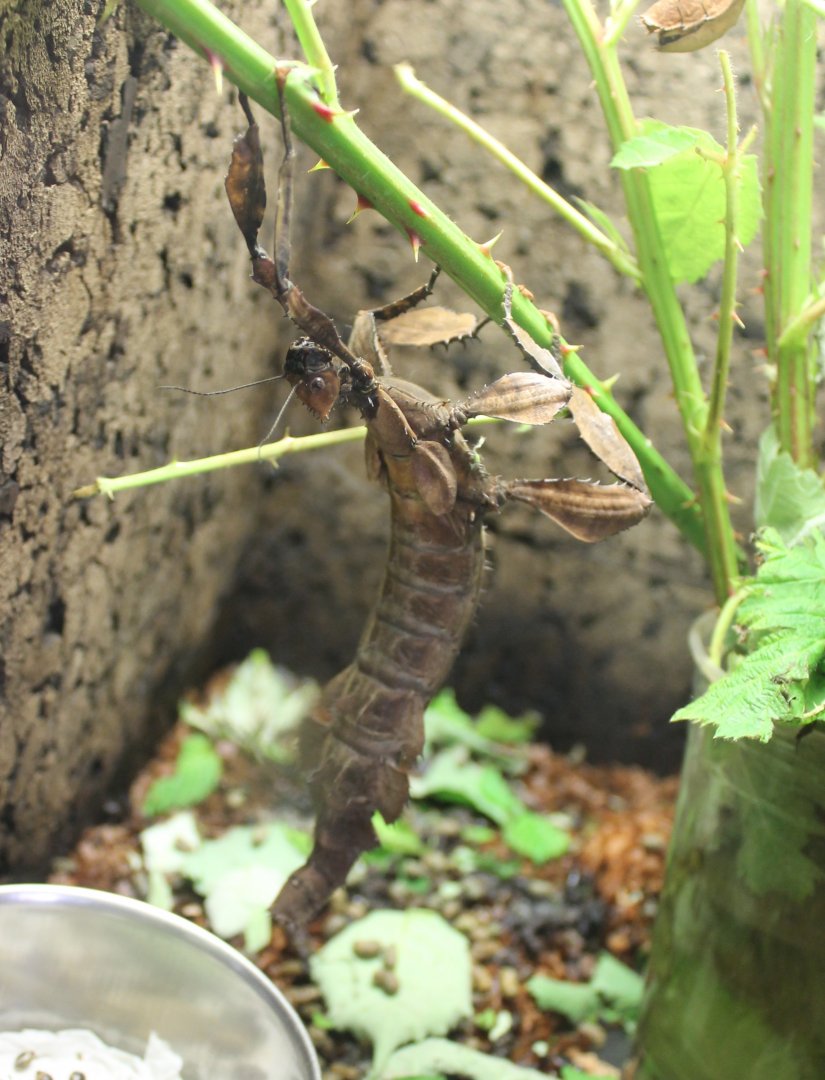 Stick-insect