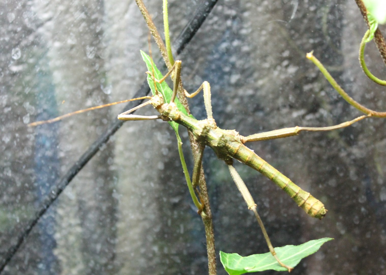 Stick insect