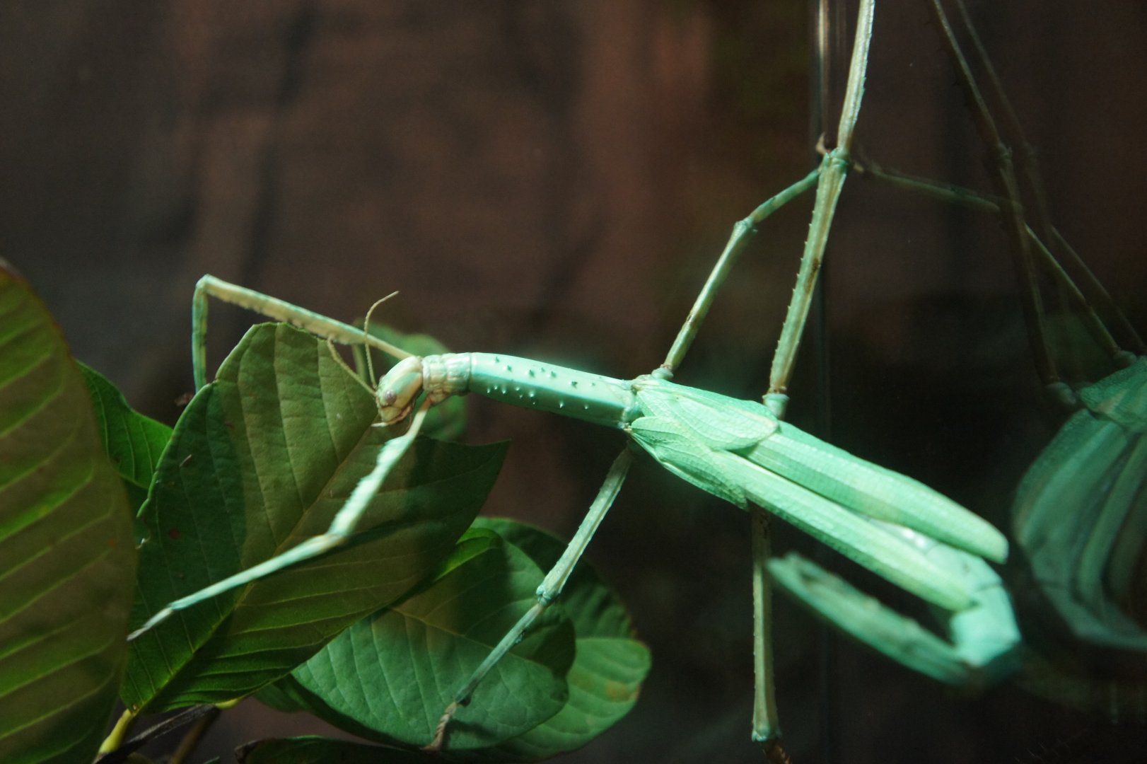 Stick Insect