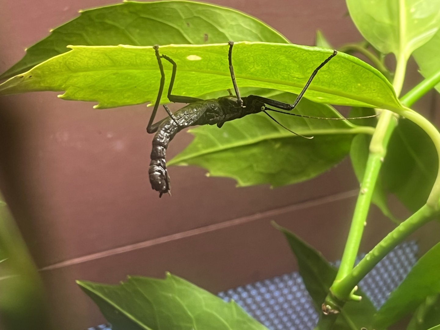 Stick Insect
