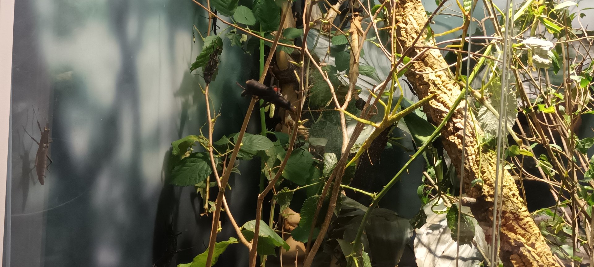 Stick Insects and Black beauty stick Insects