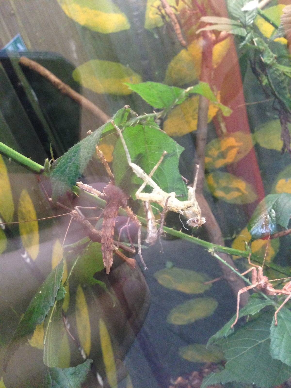Stick Insects at Tropical World - 02/10/2013