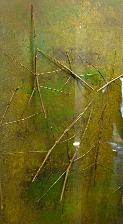 Stick insects for ID