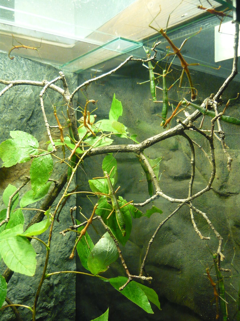 Stick insects, Periphetes forcipatus