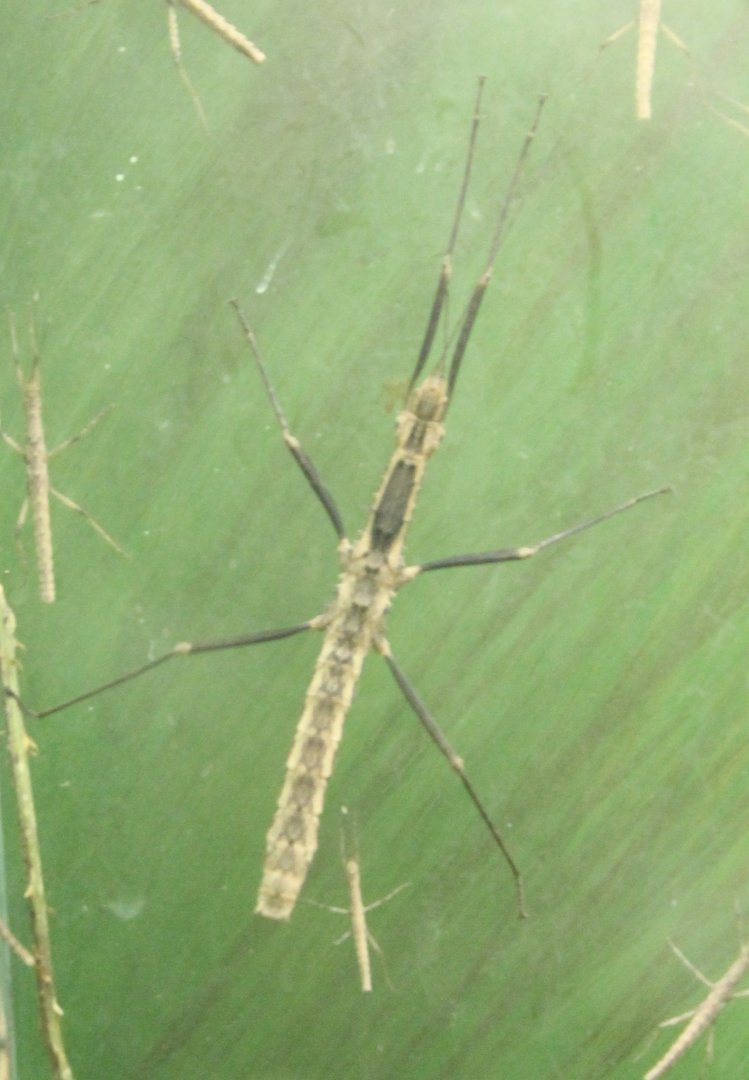 Stick insects - Species