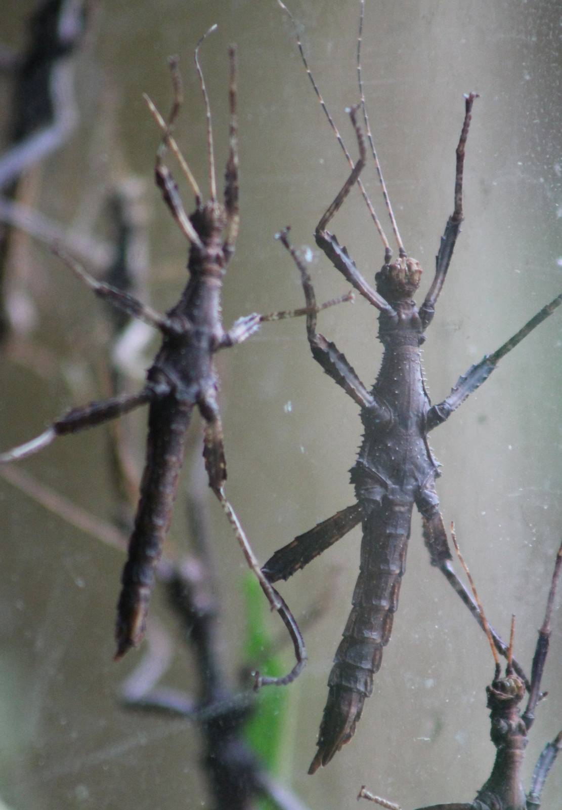 Stick insects
